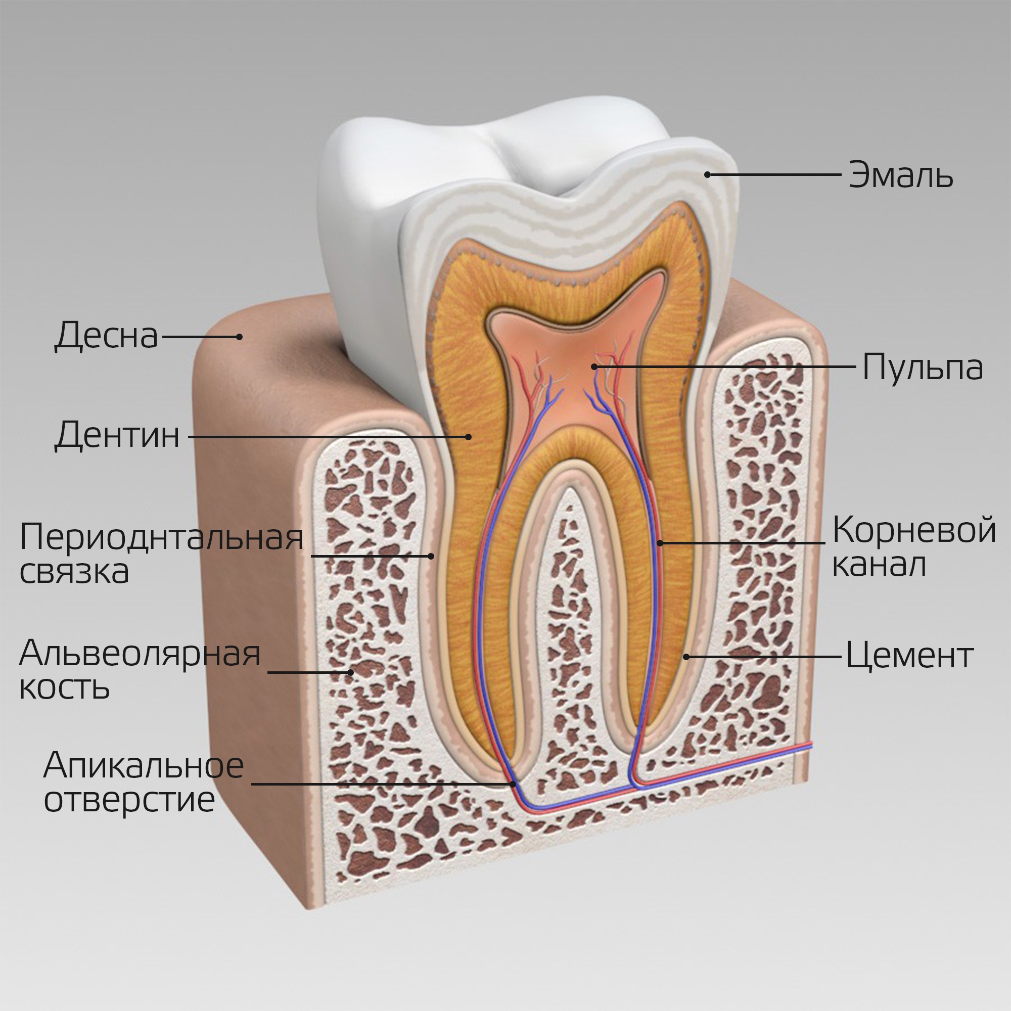 Зуб в разрезе